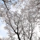 4월의 첫 주말 벚꽃 향기 이미지
