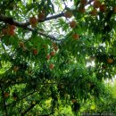 풍원농장 이미지