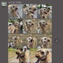 슬기로운 멍생활 이미지