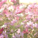 오일파스텔화 이미지