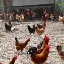 어부농장 이미지