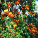 현화농장 이미지