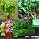 신토불이 강릉개두릅(엄나무순) 50% 맛보기 이벤트 이미지