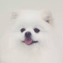 도블리펫 이미지