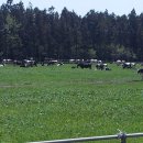 청초목장 이미지