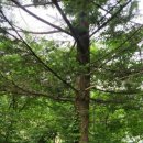 연세 다윗 이미지