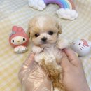 행복한강아지 이미지