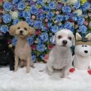 룰루 애견샵 이미지