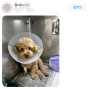 하나사랑동물병원 이미지