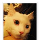 오드그루밍 이미지