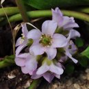 안이하우스 이미지