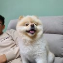 프로펫 애견샵 이미지