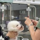 댕댕이묭실 이미지