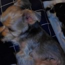 DaDogDaDog 애견카페 이미지