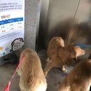 미산애견 이미지