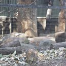 (주)뉴그랜드 관광 | 시드니 Day2] 페더데일 동물원 가는 법 및 꿀팁🐨, 블루마운틴 줌줌투어 (놀러와시드니) 후기 및 추천🚐