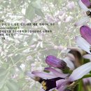 보름;꽃 이미지