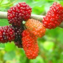 오디( mulberry)의 효능 이미지