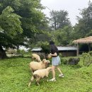 명월목장 | [제주 제주시] 제주도 48시간 투어패스 더마파크&amp;명월 국민학교&amp;제주 양떼목장 후기