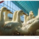 마늘오리 이미지