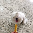 펫츠쿡 이미지