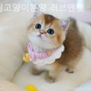 강남고양이분양 러브앤캣