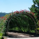 장자호수공원 장미터널 이미지