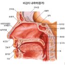 동의보감(권2) 외형편(外形篇), 제5절, 코(鼻) 이미지