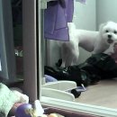 쭌피씨 | [희동이와쭌]펫츠뷰(petzview)아이피카메라 구매/사용후기