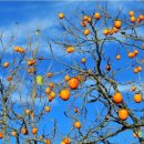 홍성농장 이미지