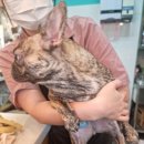 올리브네 펫살롱 이미지