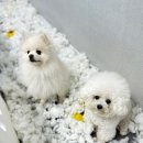 하이N 네이버블로그