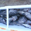 피싱랜드 이미지