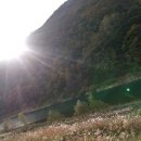 고운골남한강갈대숲 네이버블로그