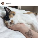 무지개다리 이미지