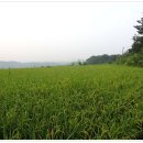 금보농장 이미지