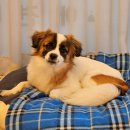 강아지클럽 이미지