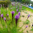 북마에