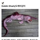 goblin shark 이미지