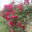 성진자연펜션 이미지