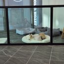 개미애견미용실 이미지