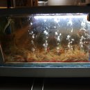 홍게랑 대게랑 이미지