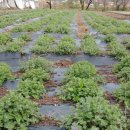 박하농장 이미지