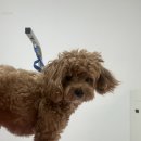 멍키매직 이미지