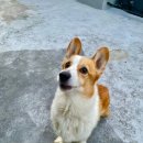 [순구/웰시코기/남아] 사랑터에 나타난 대왕식빵, 순구🍞 이미지