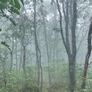 무릉도원면-51 | [강원 평창 / 영월] 백덕산 최단 코스 포기한 산행 - 문재쉼터 원점회귀