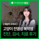 (주)서울신약 | 노원 동물병원 고양이 전염성 복막염 진단 검사, 치료 후기