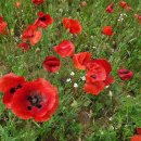 용방마을 앞 이미지