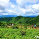 야생의 화원 품은 대덕산…하루 2000톤 뿜는 검룡소 이미지