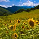 해바라기 이미지